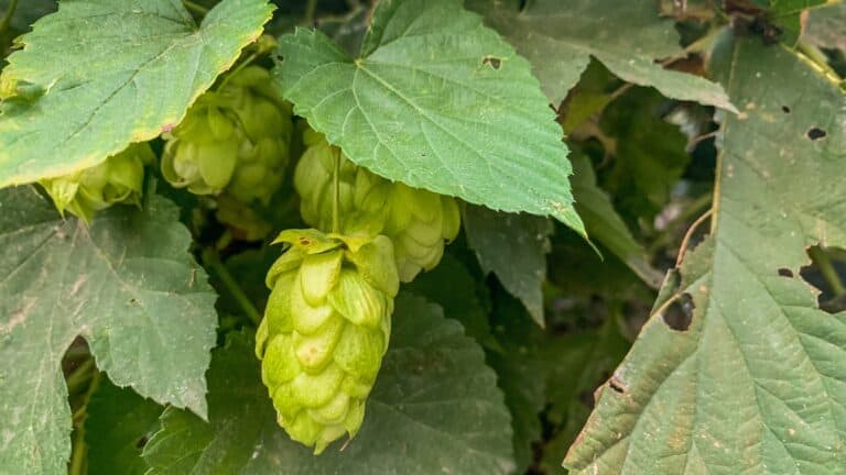 Frischer Hopfen in der Natur wie er für das Reinheitsgebot essenziell ist