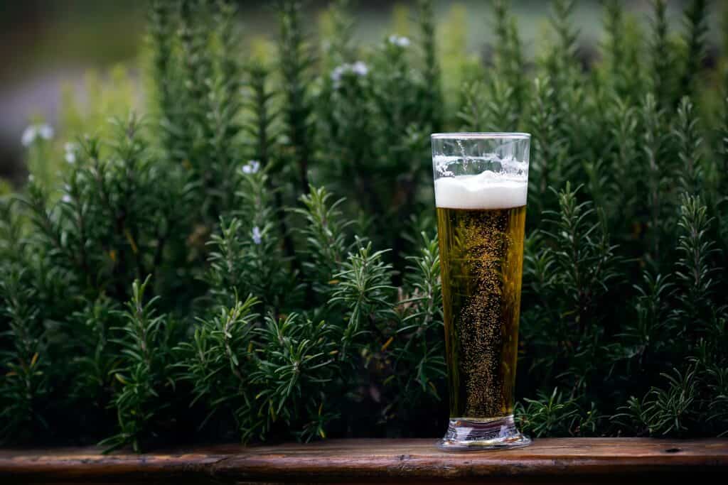 Ein Selbst gebrautes Bier aus einem Bierbrauset mit einem Rosmarinbusch im Hintergrund